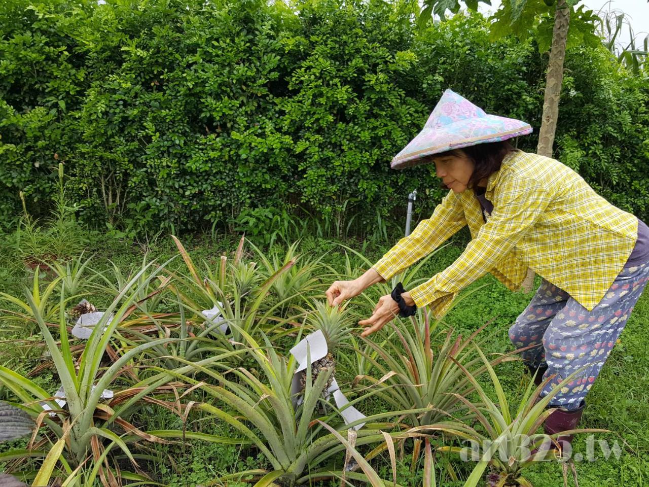 Yi Tian Homestay Fenglin Extérieur photo